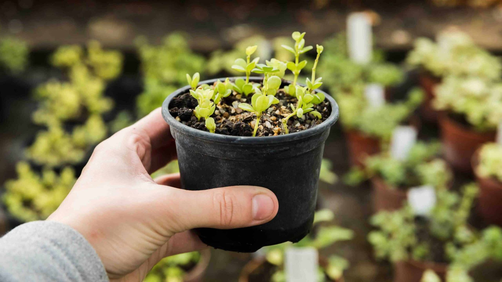 gardening-concept-with-female-hands